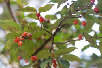 Cornus fruit and dogwood leaves on a tree branch.