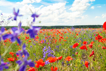 Spring landscape with colorful poppies and bluebells flowers in green fields by blue sky