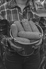 Black and white shot of Young woman farmer with bucket of corn harvest. Worker holding autumn corncobs. Farming and gardening