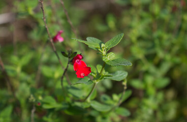 Une goutte d'eau de pluie est restée au bord de ce pétale rouge de la sublime sauge décorative rouge dans le jardin