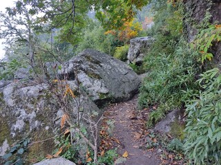 Path in foresr