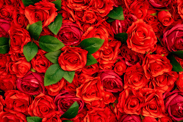 red rose flowers with lots of roses