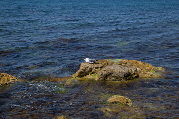 cormorant bird on the seashore