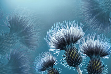 Floral  blue background. Gray-blue thorny thistle flower. A gray-blue flowers on a  light blue ...