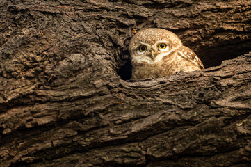 spotted owlet or Athene brama perched on a textured dead tree trunk in his nest at keoladeo ghana national park or bharatpur bird sanctuary rajasthan india