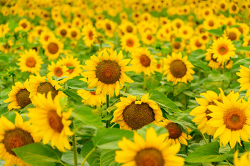 Sunflowers blooming in the field