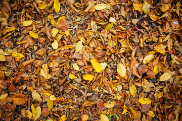 autumn leaves background, texture