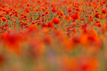 Fototapeta na wymiar Poppy flowers field close-up and macro