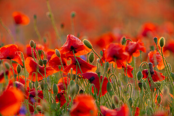Poppy flowers field close-up and macro