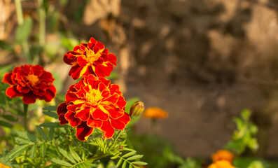 Yellow red orange autumn fall marigold calendula flowers growing in a flowerbed on a blurred bokeh background. A photo with free blank copy space for text. For cards, posters, website decoration etc
