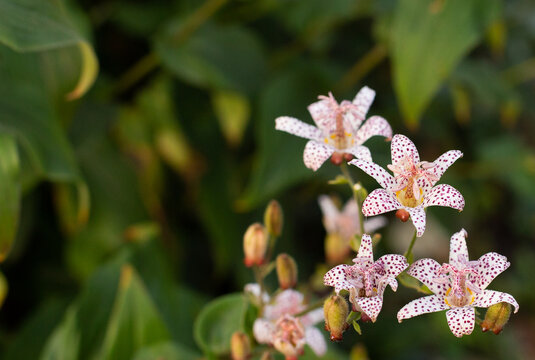 Cute tiny Tricyrtis toad lily flower growing in a flowerbed on a blurred bokeh background. A photo with free blank copy space for text. For cards, posters or website decoration