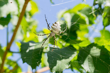 spider sitting in the foliage on the web
