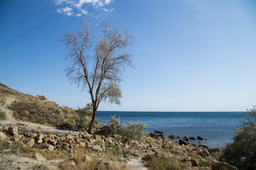 Fototapeta premium vegetation on the rocks by the sea