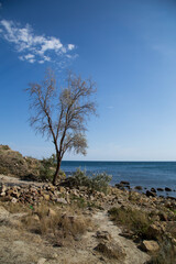 Fototapeta na wymiar vegetation on the rocks by the sea