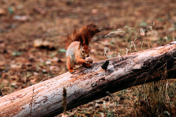 Red squirrel in the autumn forest