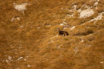 Singel chamois on a mountain pasture	