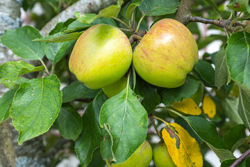 Delicious looking organic apples growing on a tree in the garden