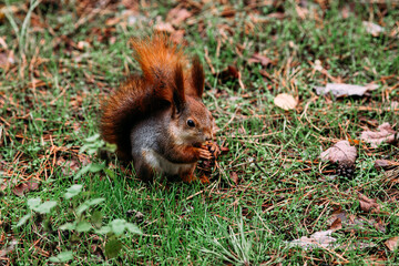 Red squirrel in the autumn forest