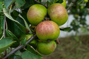 Delicious looking organic apples growing on a tree in the garden
