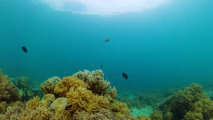 Fototapeta na wymiar Tropical coral reef seascape with fishes, hard and soft corals.