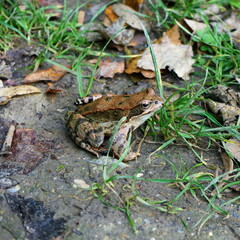 Common frog, Rana temporaria, single frog on autumn leaves.
Alert Common Frog (Rana temporaria) about to jump away .