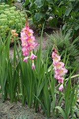 Two spiked of pink flowers of Gladiolus hortulanus in August