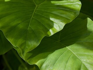 Green Plant Leaves