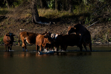 a herd of cows, horses and sheep with a shepherd came to the shore of the lake to drink