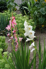 Pink and white flowers of sword lily in August