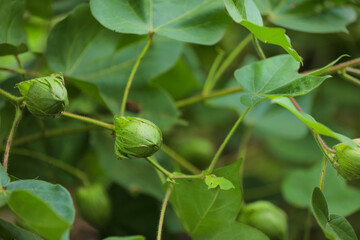 green cotton fruit in cotton field