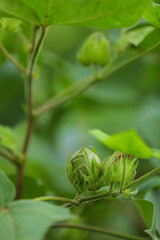 green cotton fruit in cotton field
