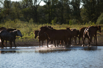 a herd of cows, horses and sheep with a shepherd came to the shore of the lake to drink