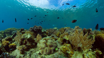 Naklejka na ściany i meble Coral reef and tropical fishes. The underwater world of the Philippines. Underwater colorful tropical coral reef seascape.