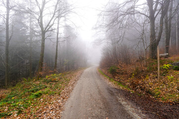 Buchenwald im Herbst im Nebel Berge Nebelwald