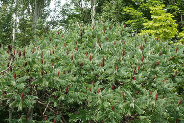 Crown of vinegar tree with red fruit clusters in July
