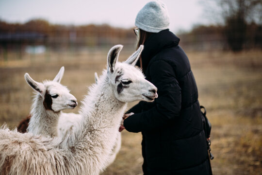 Llamas and alpacas are walking in the field