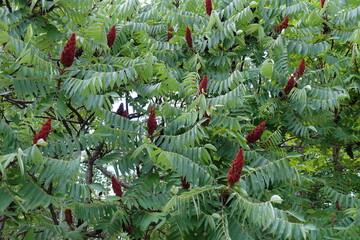 Foliage and red fruits of vinegar tree in July