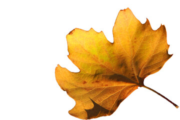 Single Dry Fall Yellow Maple leaf isolated on white background with clipping path - Fall foliage season - Yellow nature 