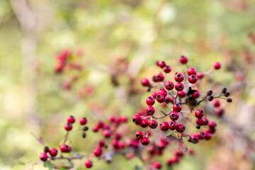plant texture background with wild red berry fruit. selective focus. copy space