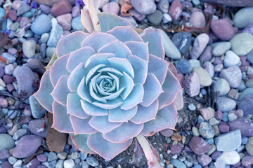 Macro Blue fresh Succulent echeveria plant - Texture background - Blue nature concept , Floral backdrop and beautiful detail