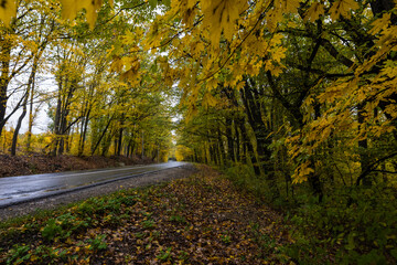 autumn landscape with trees in the forest