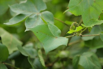 green cotton fruit in cotton field