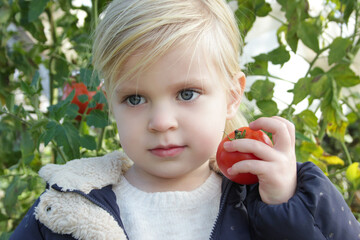 Toddler girl in a tomato garden. Cute 3 years old child harvesting tomato in a family greenhouse.