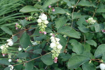 Berries, buds and flowers of common snowberry in mid July