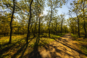 Obraz premium autumn landscape with trees in the forest