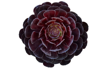 Naklejka premium Dark purple fresh Succulent echeveria plant isolated on white background with clipping path - purple nature object , Floral backdrop and beautiful detail