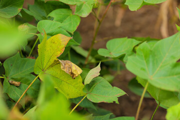 Fototapeta premium Damage cotton leaf at cotton field