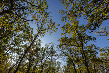 autumn landscape with trees in the forest