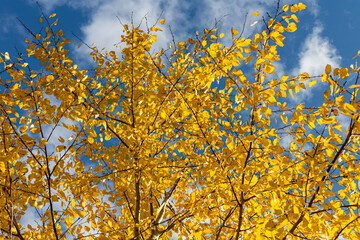 Horizontal photo of a group of aspen trees with yellow foliage is against the blue sky background...