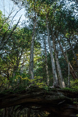 Fototapeta premium 木々の息吹
